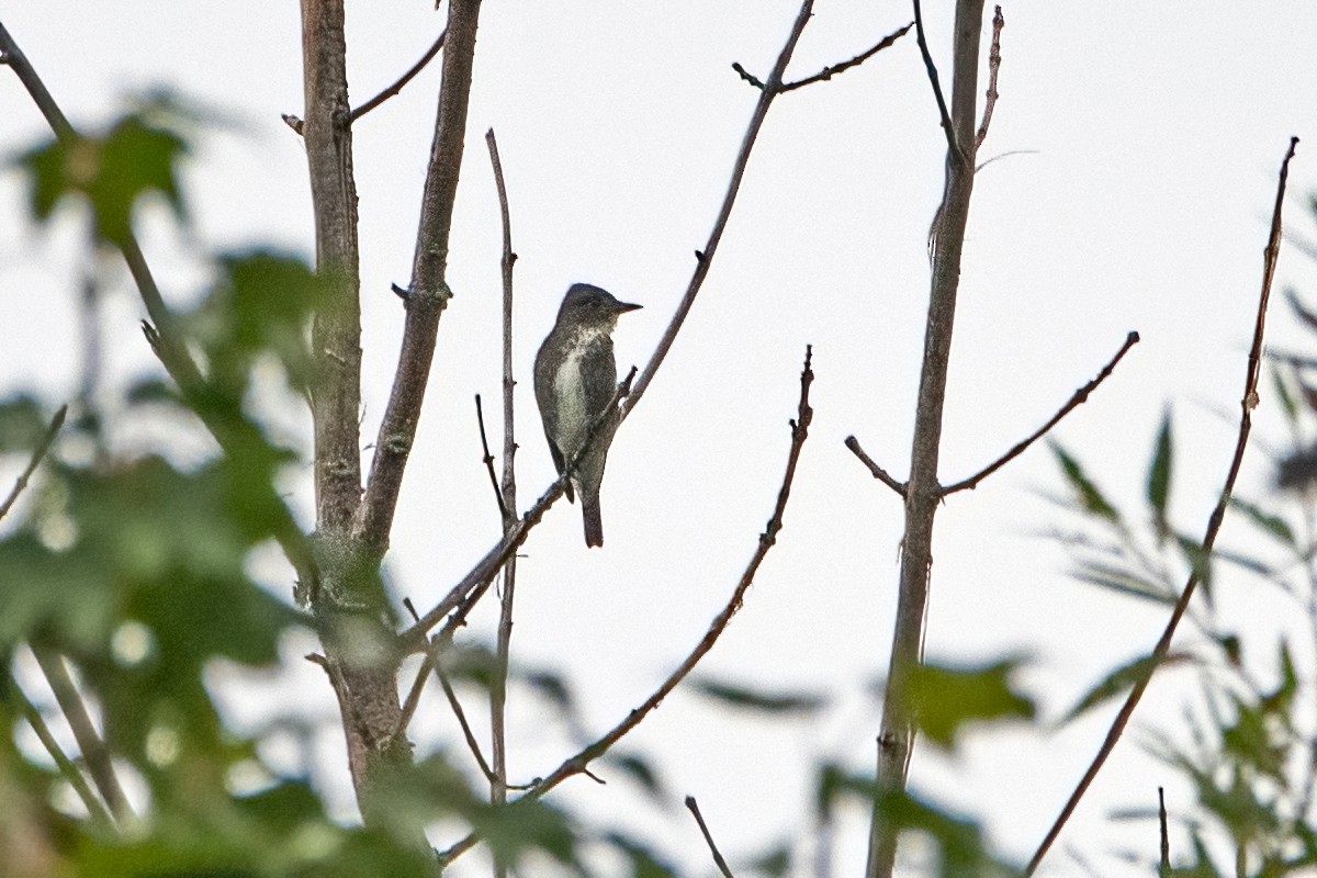 Olive-sided Flycatcher - Sue Barth