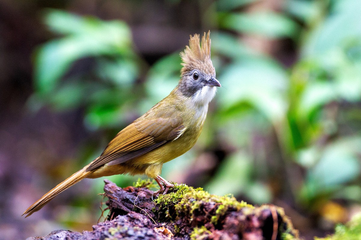 Puff-throated Bulbul - 独行虾 Bird.soong