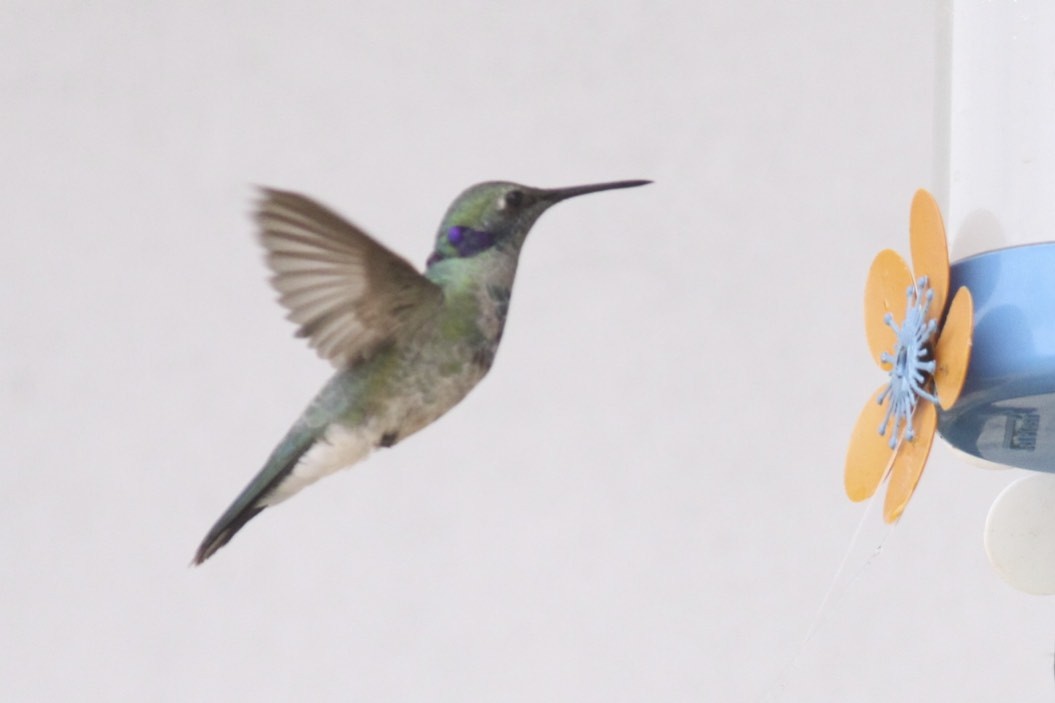 White-vented Violetear - Knut Hansen