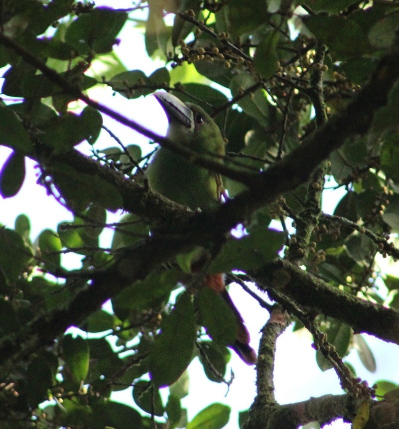 Southern Emerald-Toucanet (Gray-throated) - ML477685961
