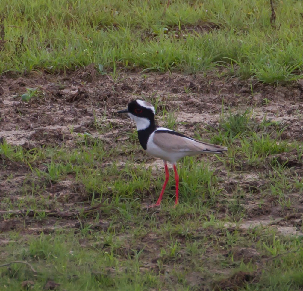 Pied Plover - Cullen Hanks