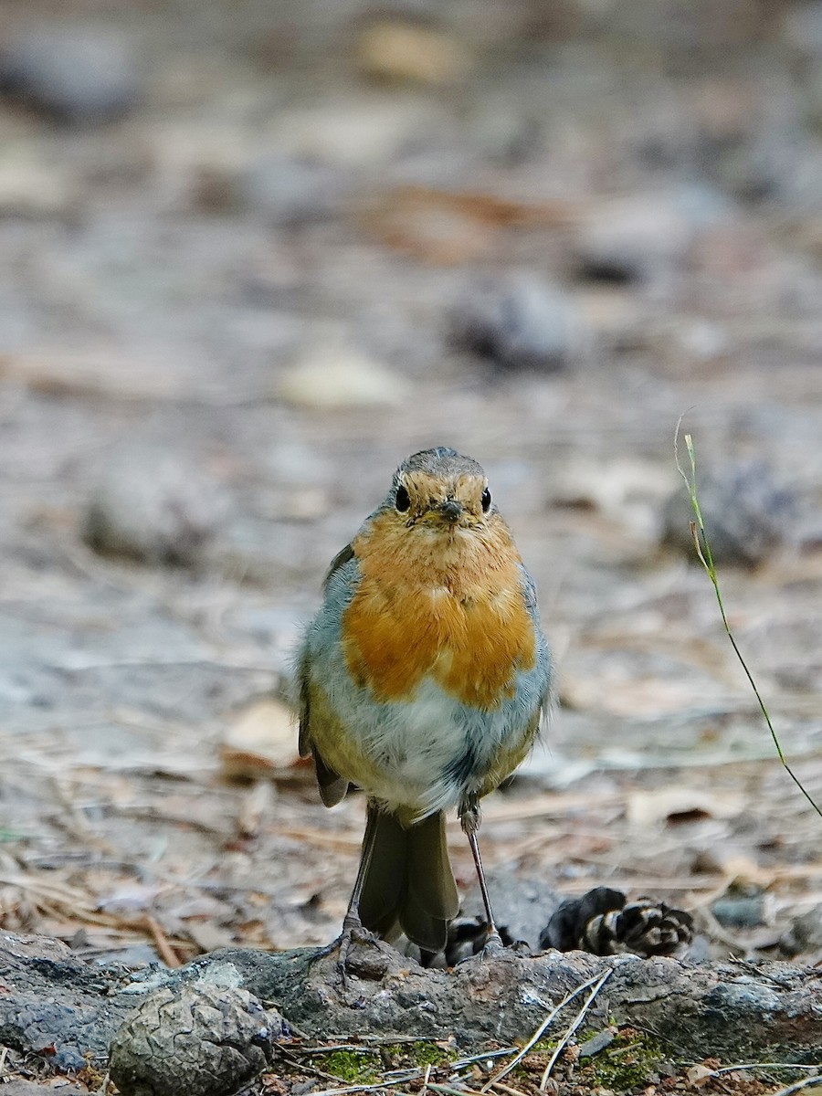 European Robin - ML477689571