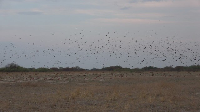 Southern Carmine Bee-eater - ML477689671