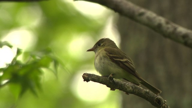 tyranovec zelenavý - ML477690