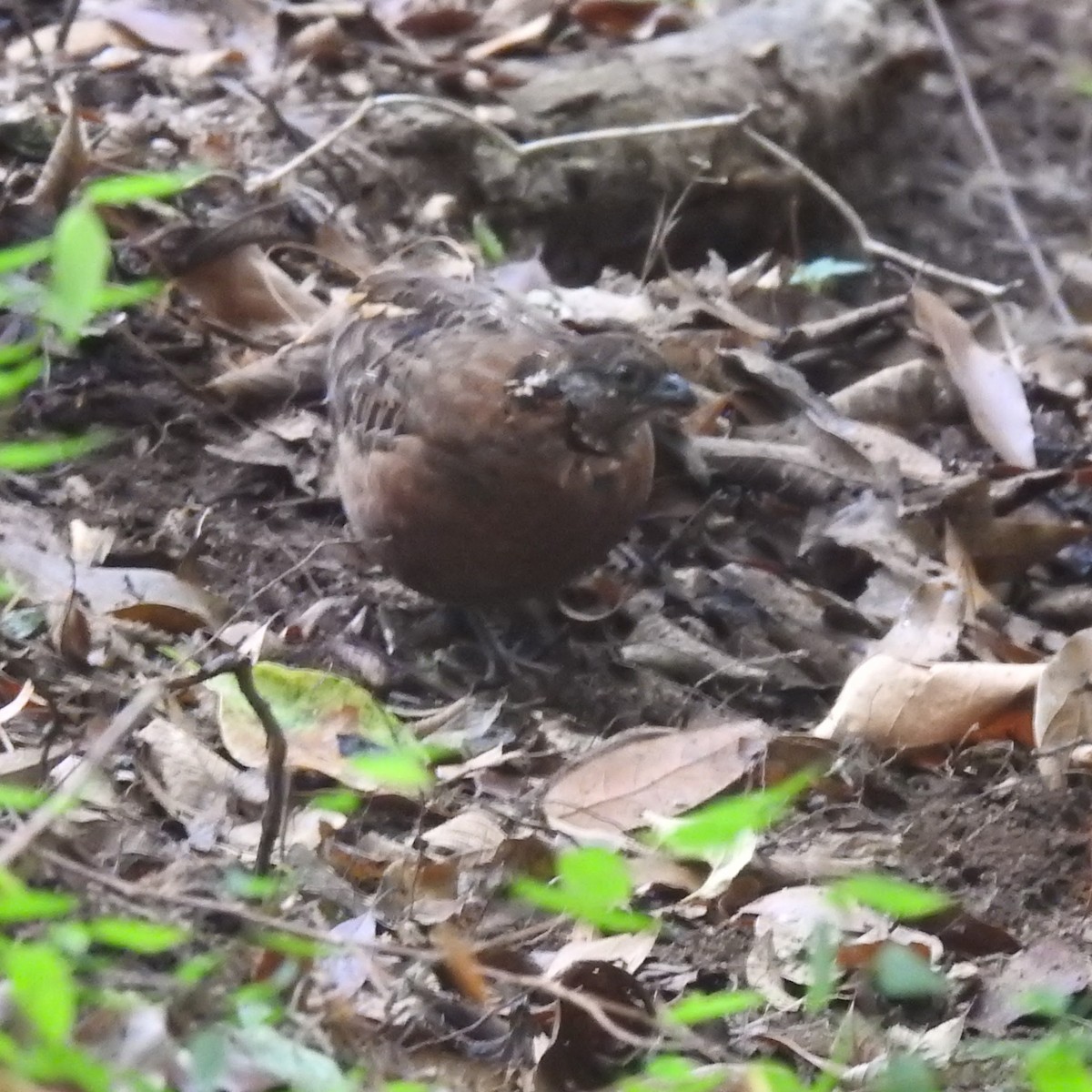 Singing Quail - Gregg Severson