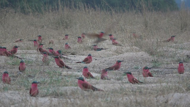 Southern Carmine Bee-eater - ML477690291