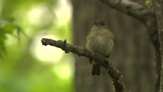 tyranovec zelenavý - ML477691