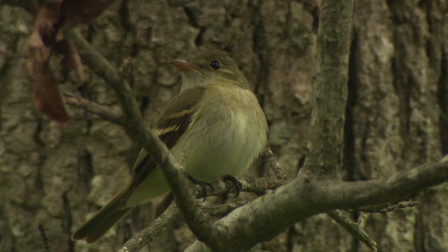 Acadian Flycatcher - ML477692