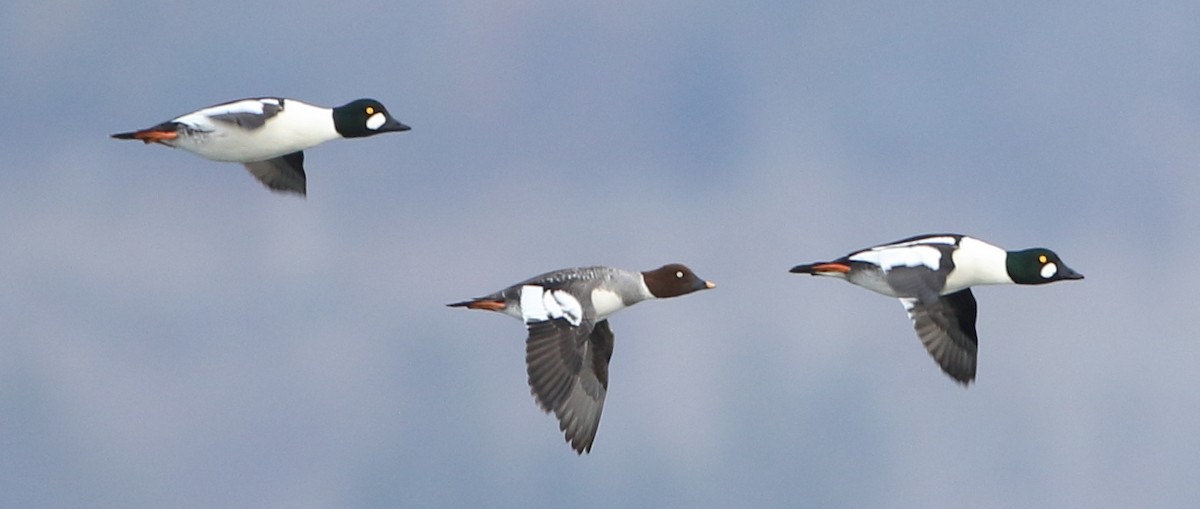 Common Goldeneye - Jeff Hullstrung