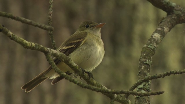 tyranovec zelenavý - ML477693