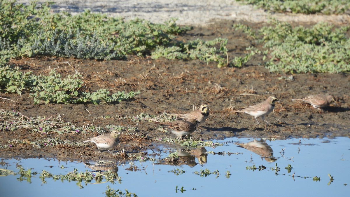 Horned Lark - ML477693241