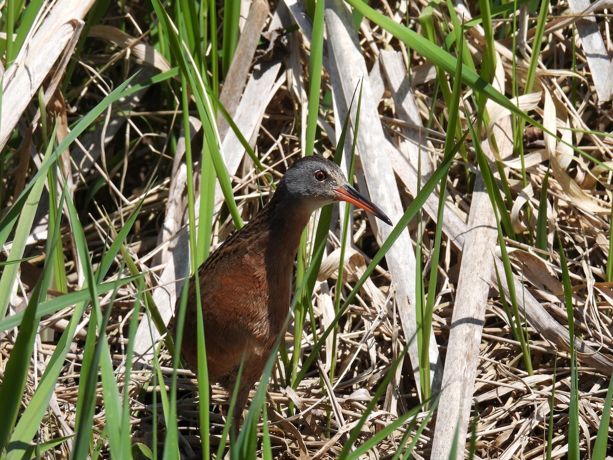 Virginia Rail - ML477693271