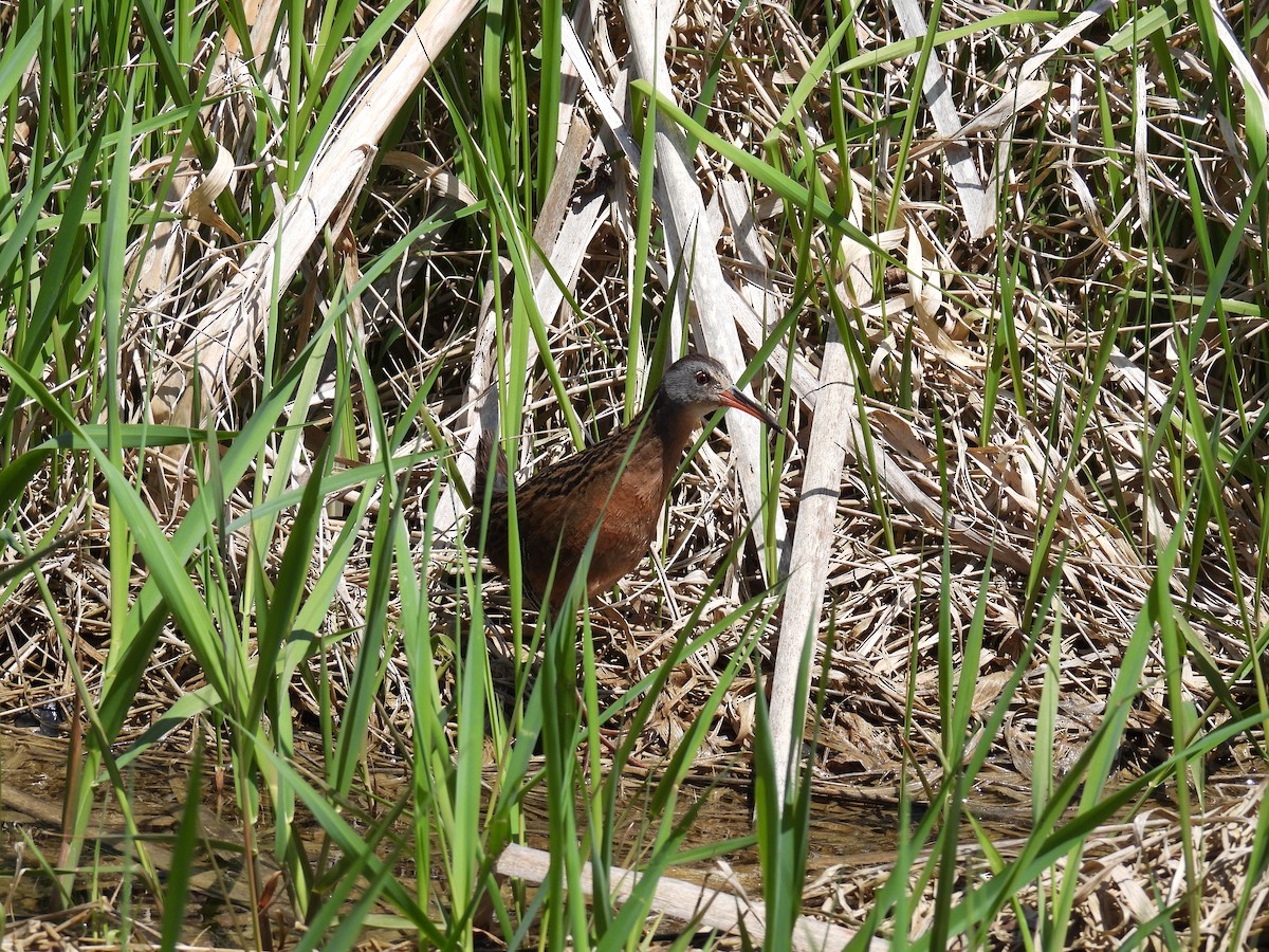 Virginia Rail - ML477693411