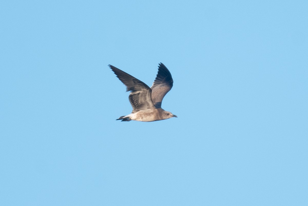 Laughing Gull - ML477693491