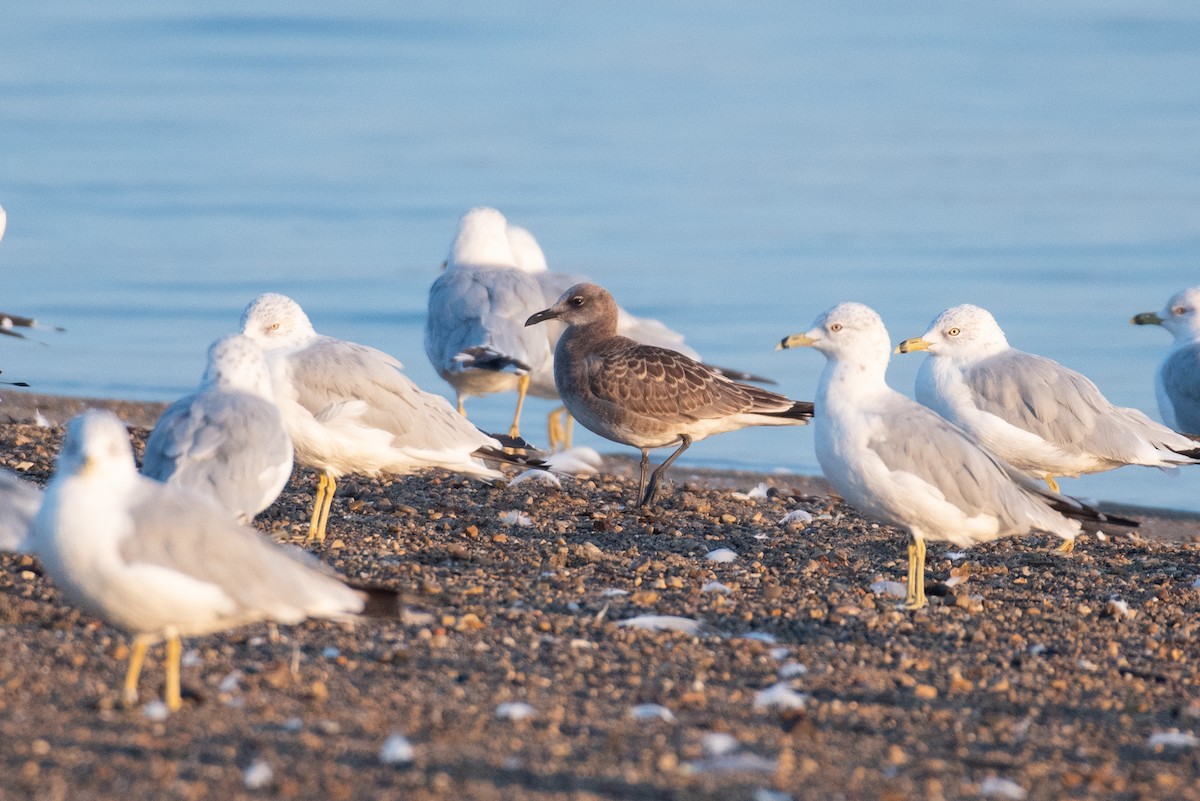 Laughing Gull - ML477693501