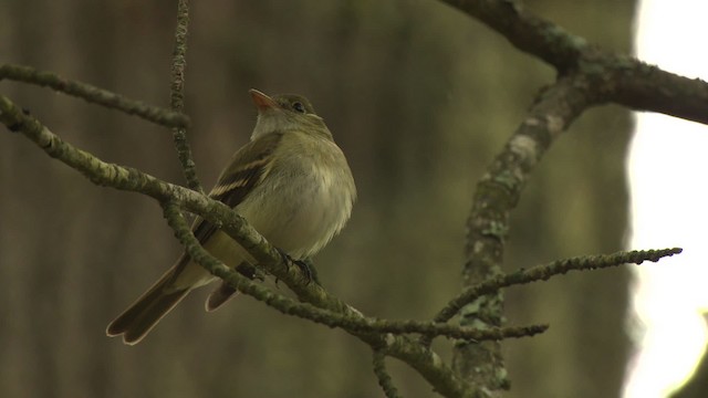 Acadian Flycatcher - ML477694