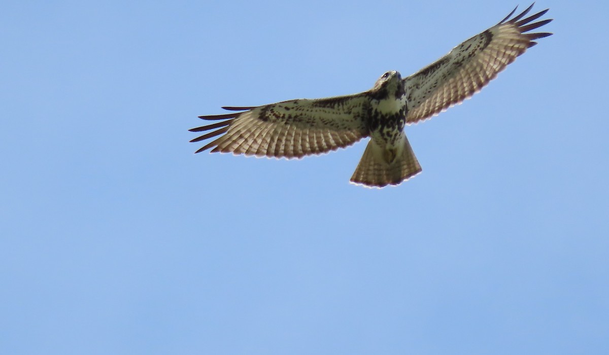 Red-tailed Hawk - ML477695071