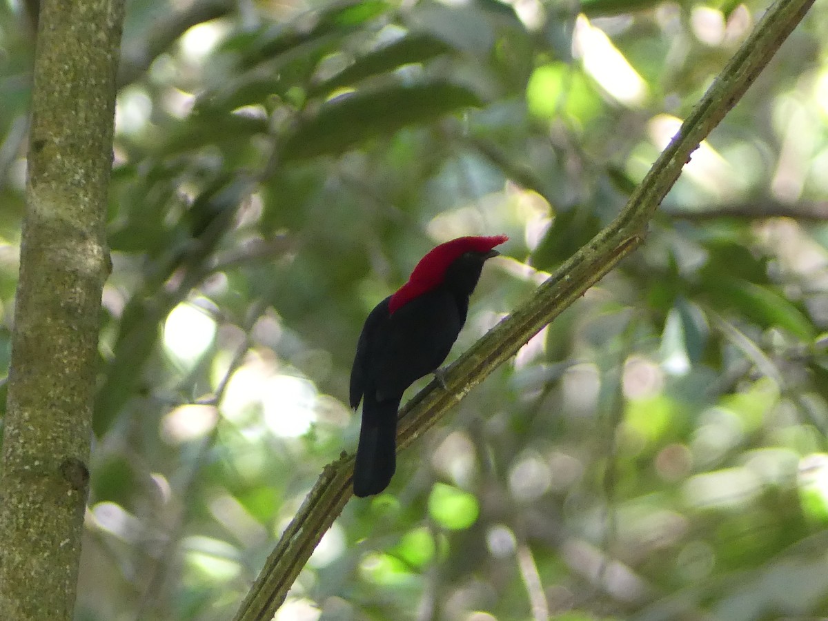 Helmeted Manakin - ML477695991