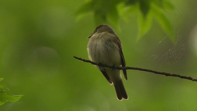 Acadian Flycatcher - ML477696