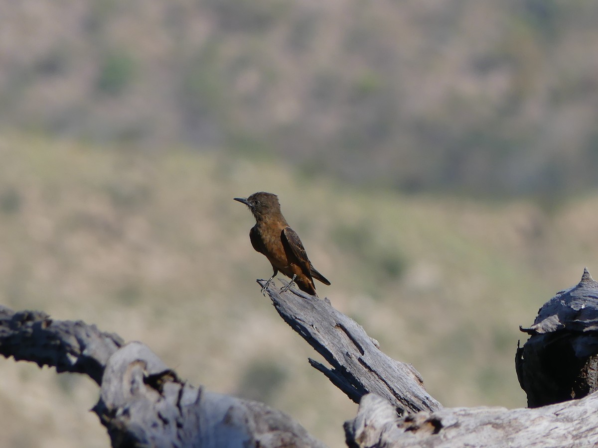 Cliff Flycatcher - ML477696411