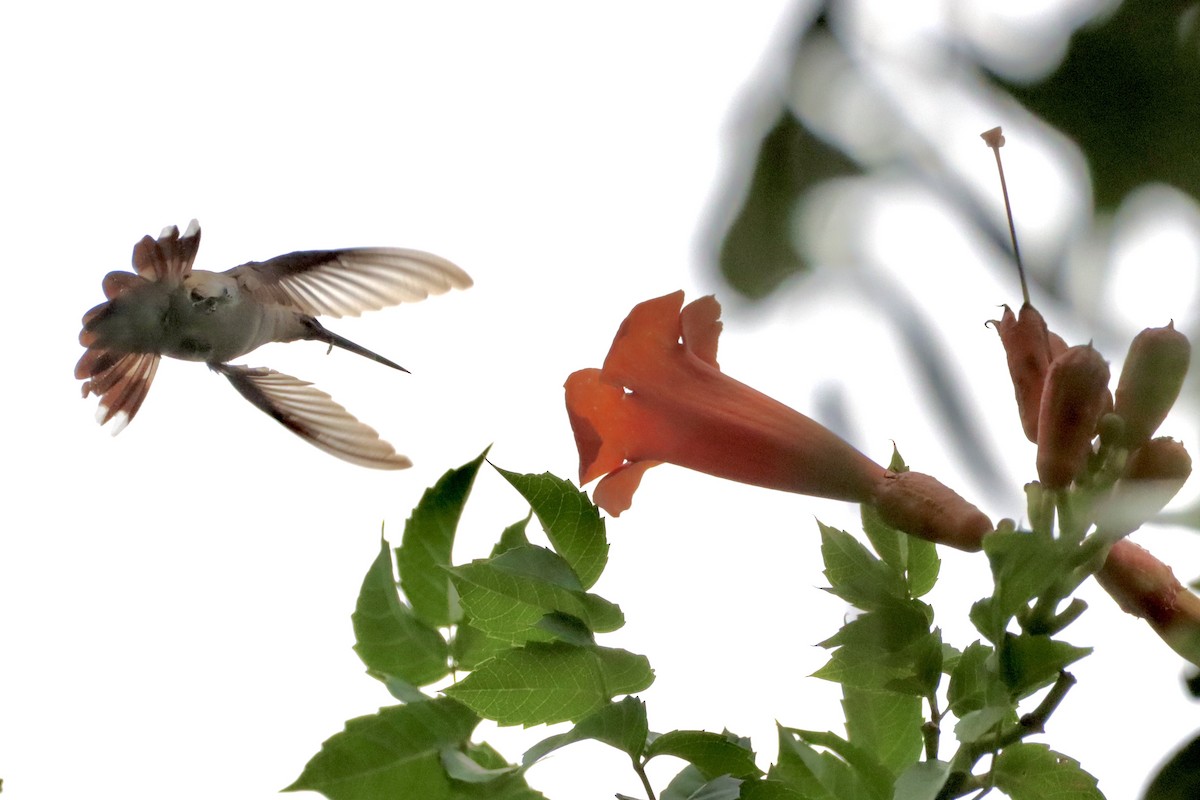 hummingbird sp. - Robbin Mallett