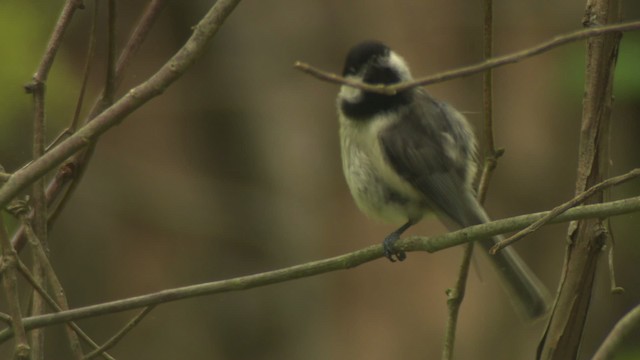 Carolina Chickadee - ML477697