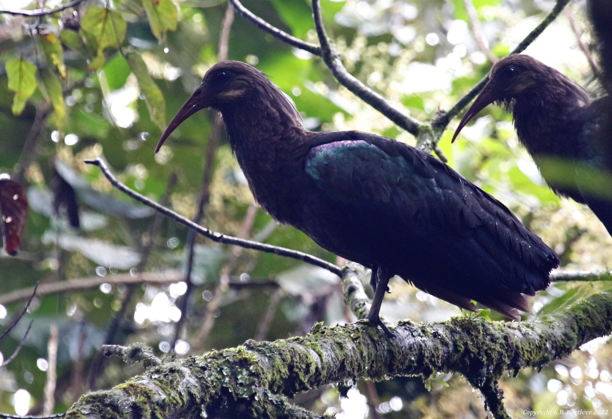 ibis olivový - ML477697361