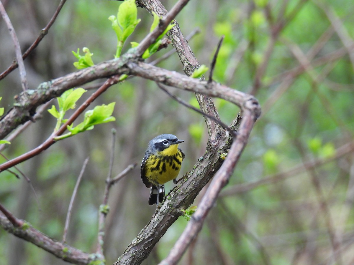 Magnolia Warbler - Nathan Mast