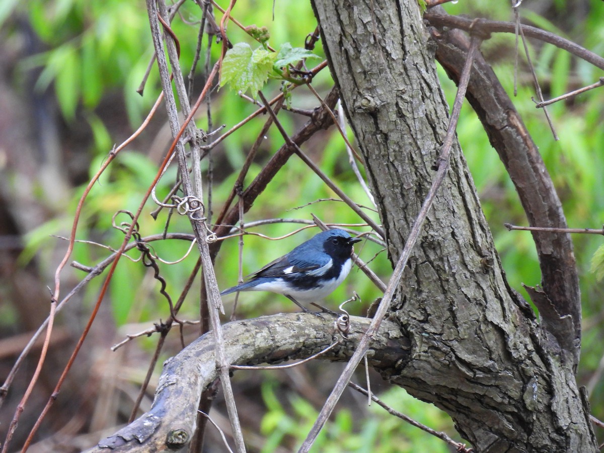 Paruline bleue - ML477698331