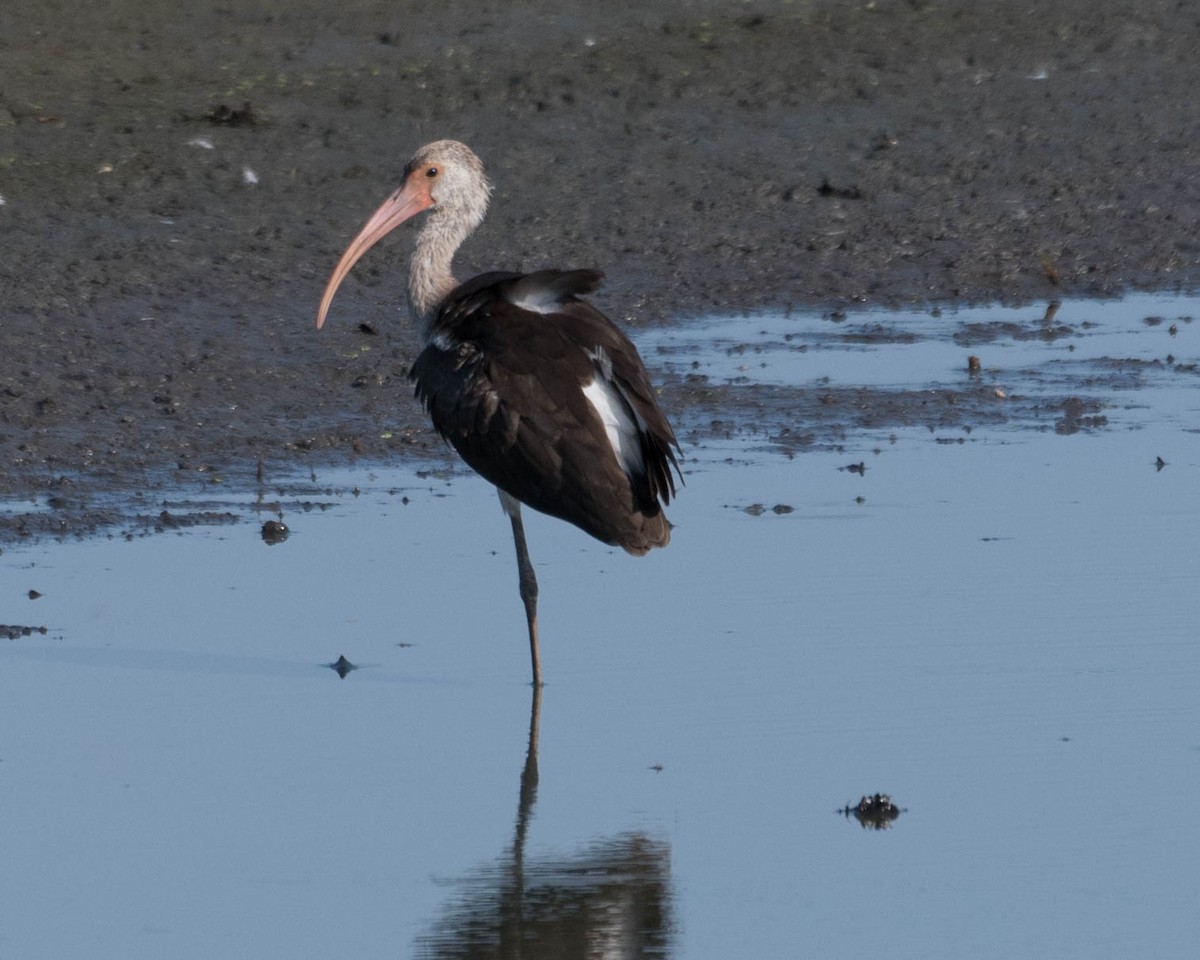 White Ibis - ML477698341