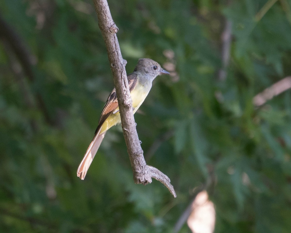 Great Crested Flycatcher - ML477698581