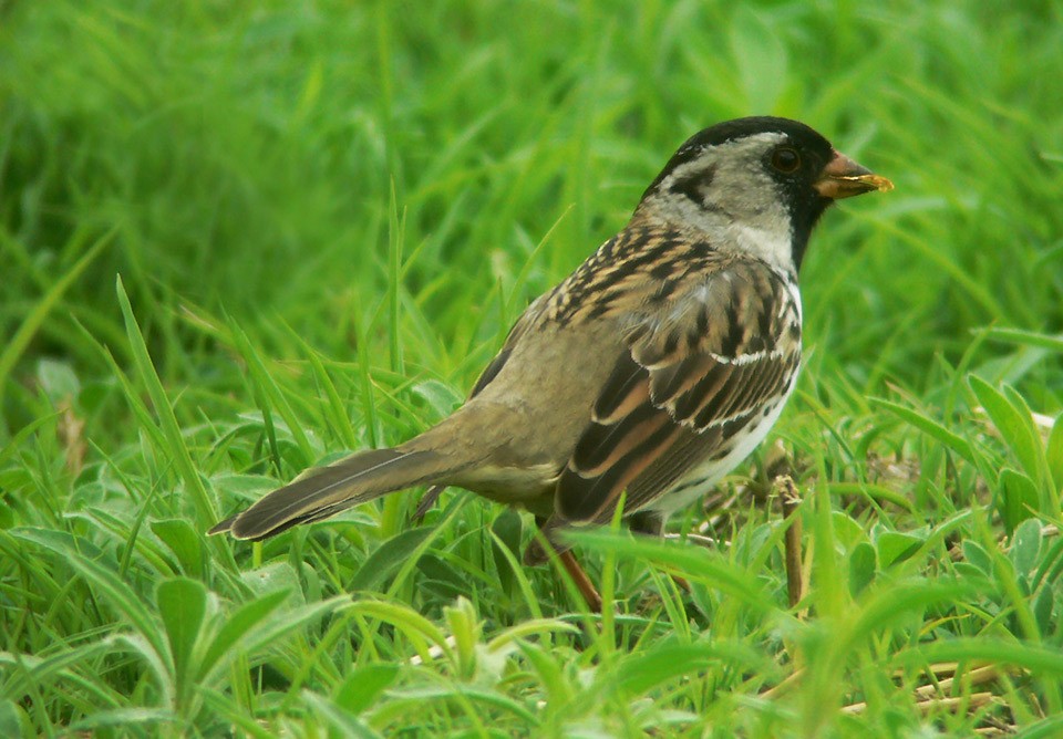 Harris's Sparrow - ML47769861