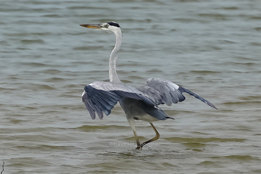 Gray/Purple Heron - ML477698861