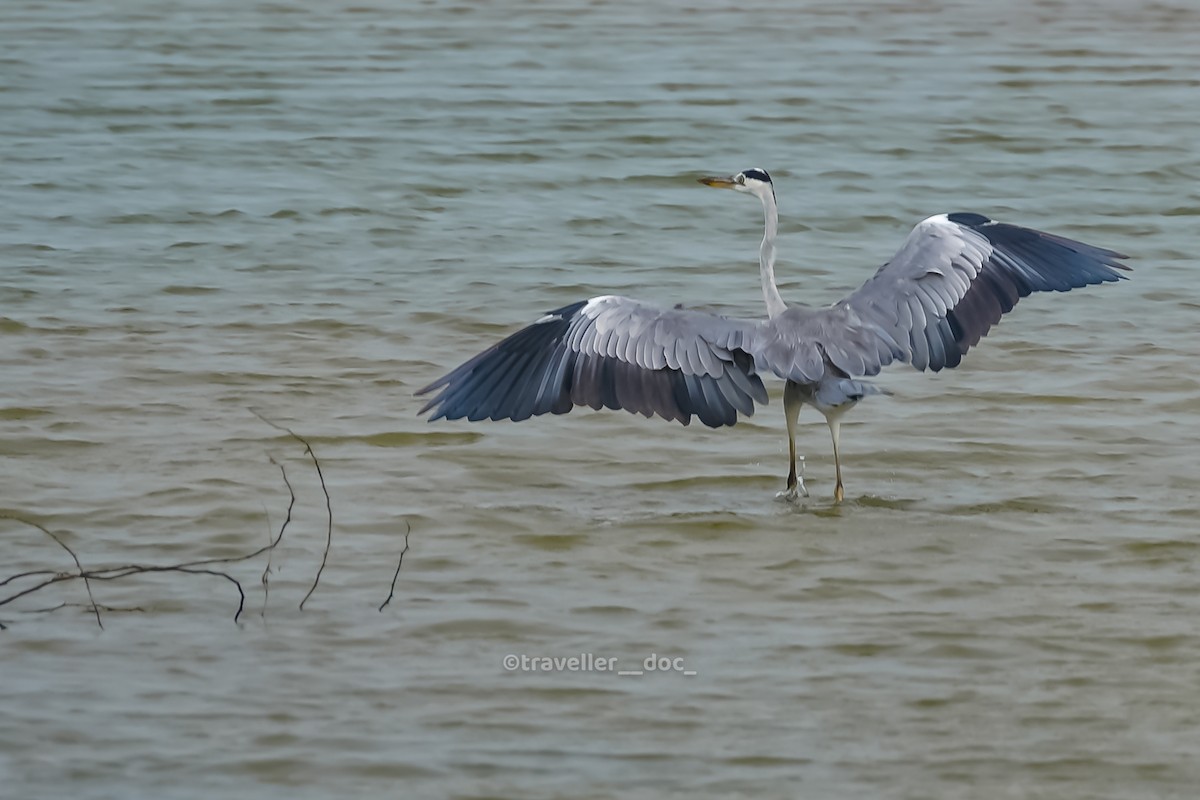 Gray/Purple Heron - ML477698871