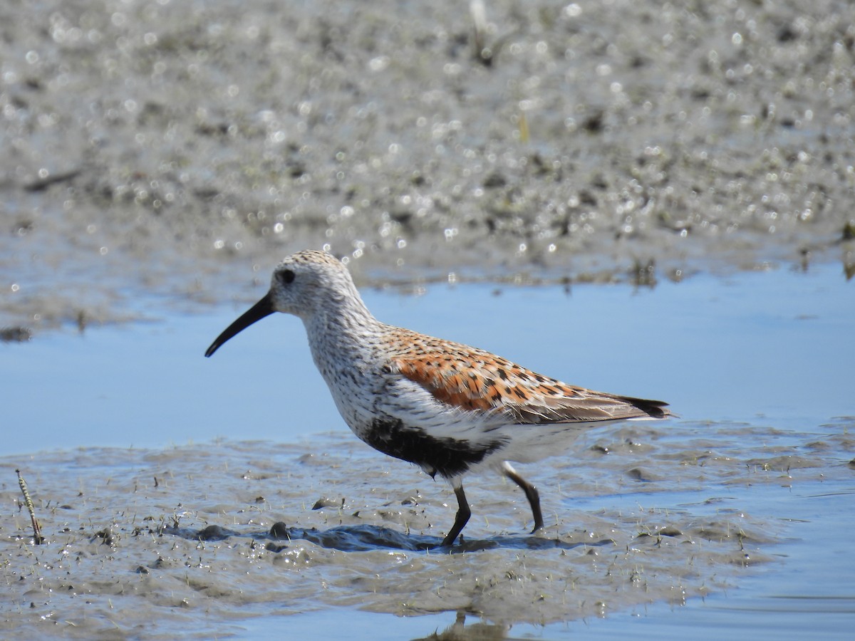 Dunlin - Nathan Mast