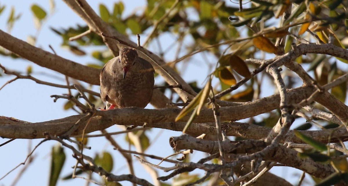 Common Ground Dove - ML477699941