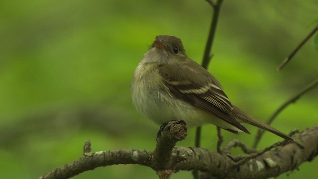 Acadian Flycatcher - ML477700