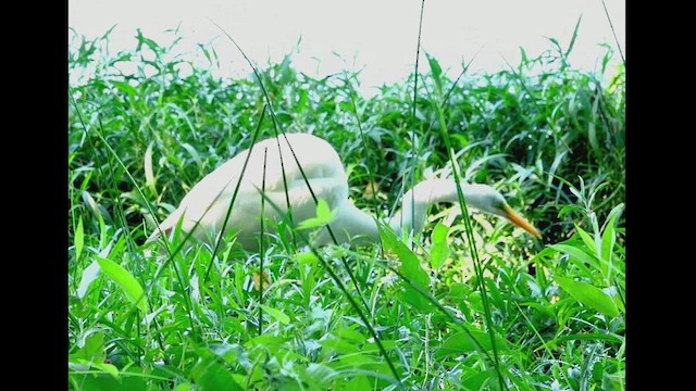 Great Egret - ML477700251