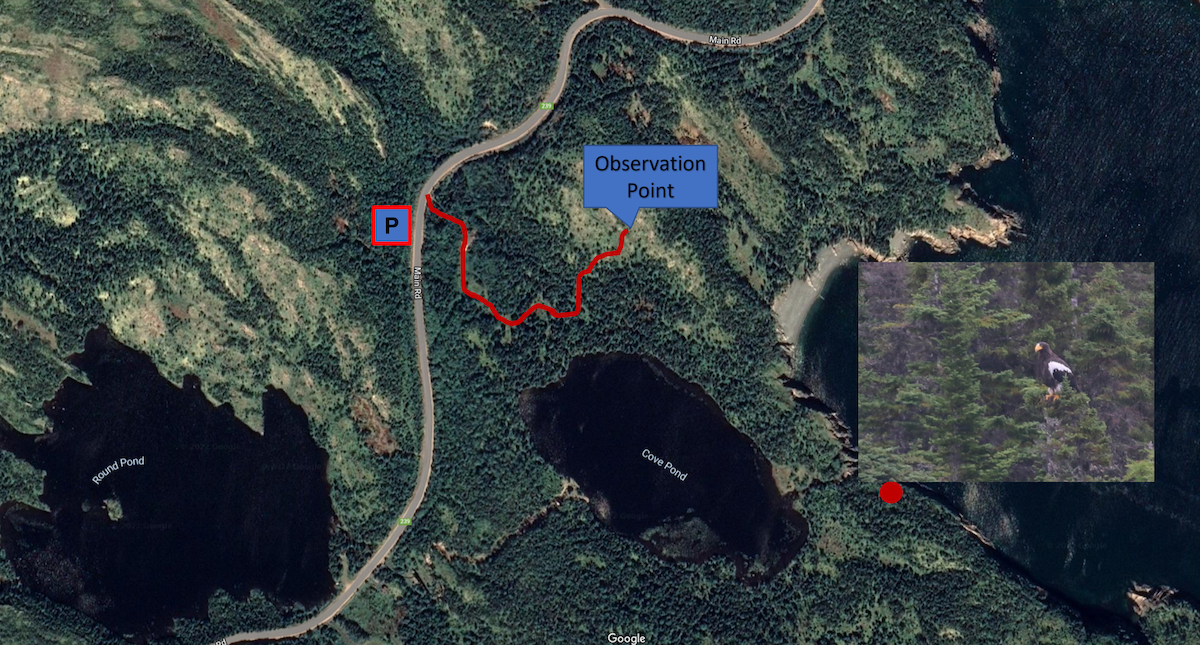 Steller's Sea-Eagle - ML477700771