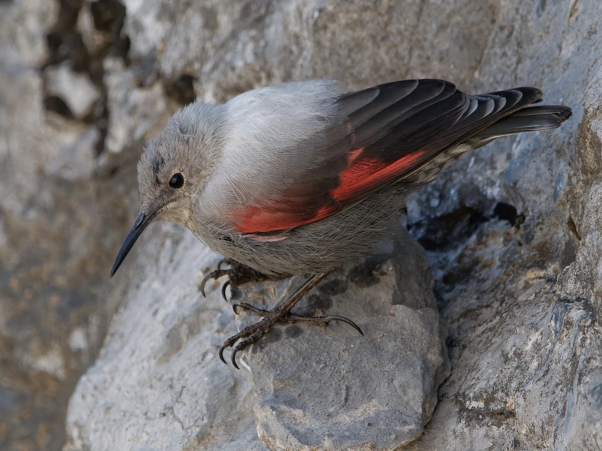 Wallcreeper - ML477700841