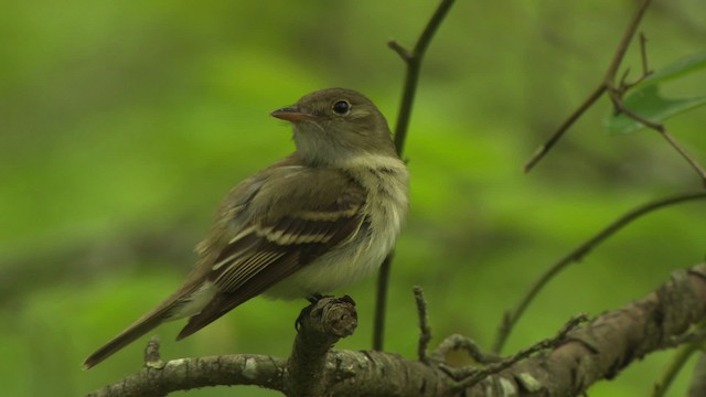 Acadian Flycatcher - ML477701