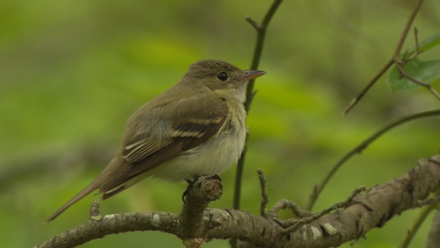 Acadian Flycatcher - ML477702