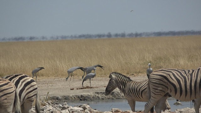 Blue Crane - ML477702421