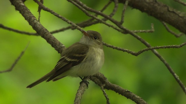 Acadian Flycatcher - ML477703