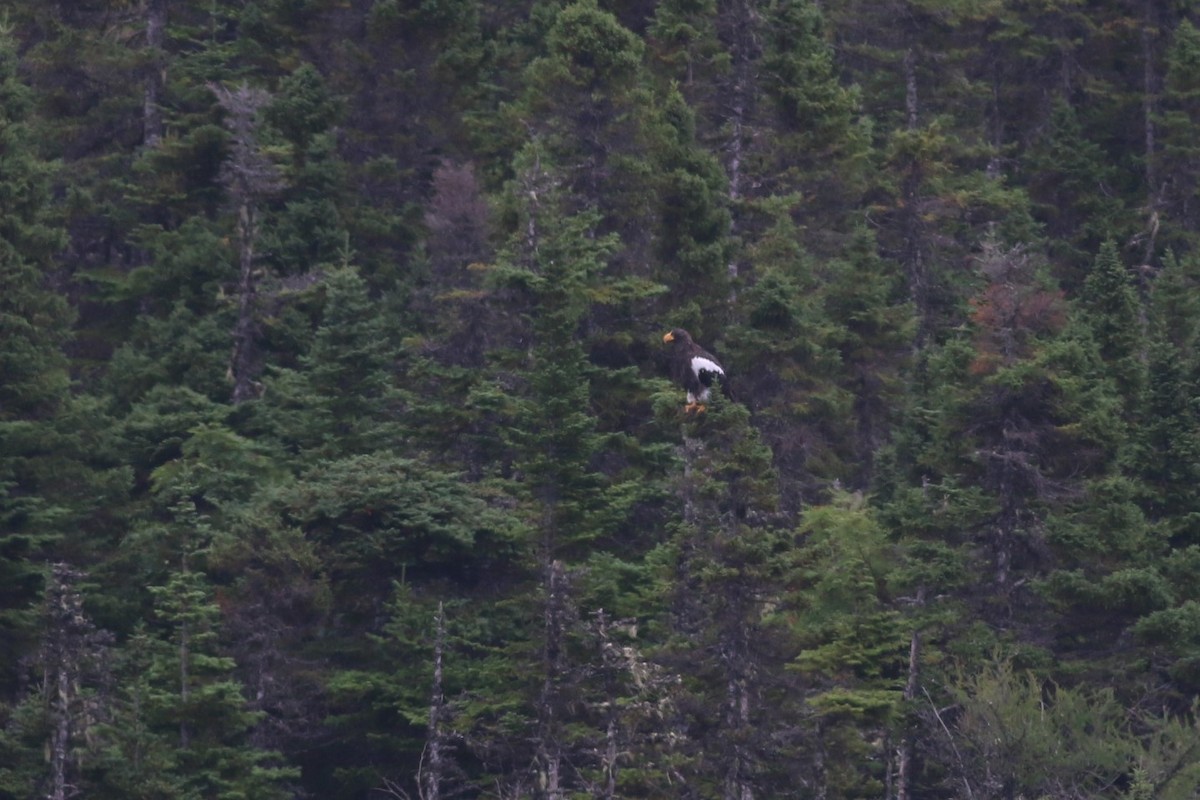 Steller's Sea-Eagle - ML477703331