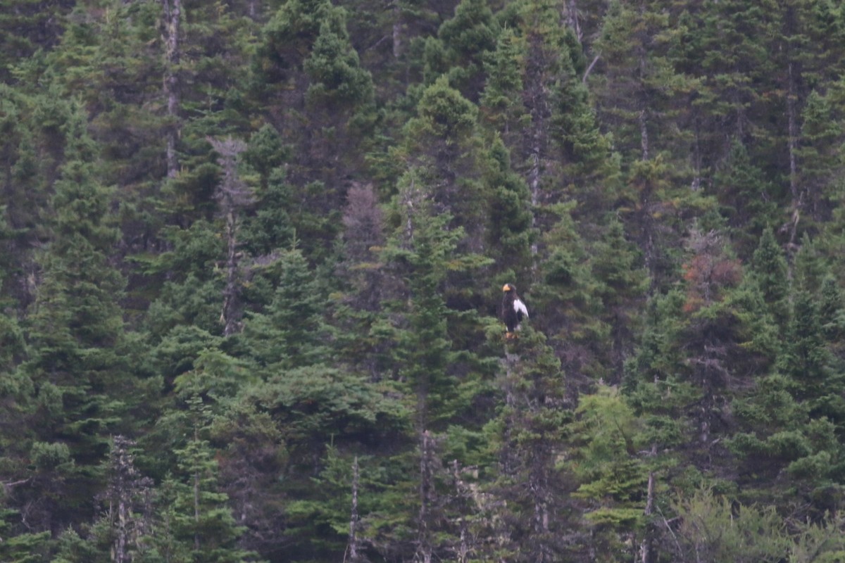 Steller's Sea-Eagle - ML477703341
