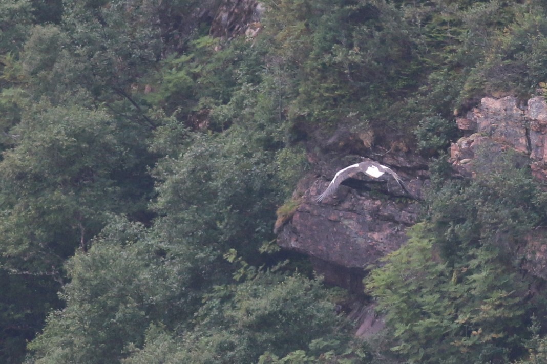 Steller's Sea-Eagle - ML477703351