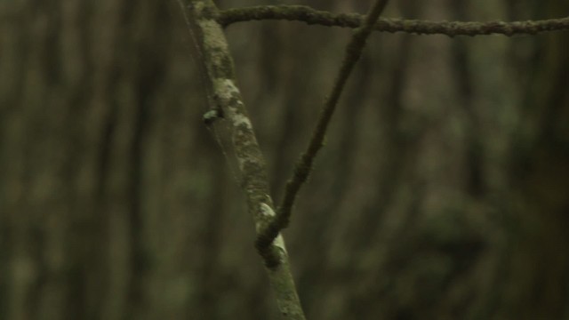 Acadian Flycatcher - ML477704