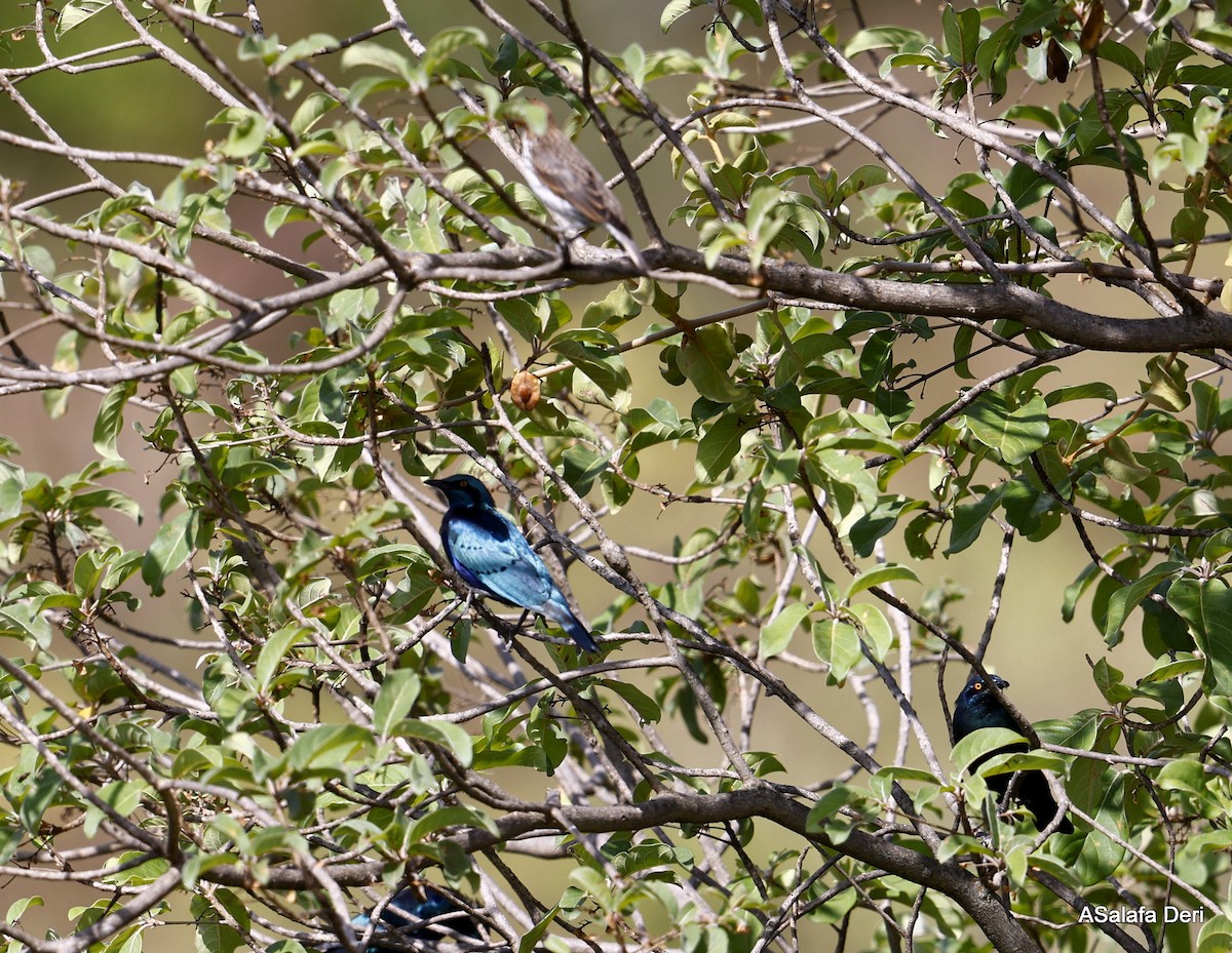 Lesser Blue-eared Starling (Lesser) - ML477704351