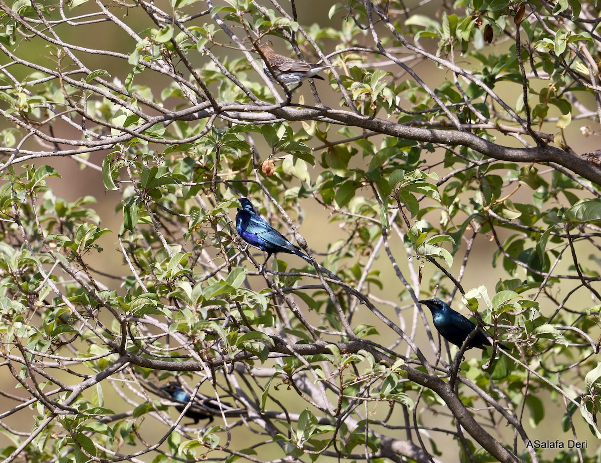 Lesser Blue-eared Starling (Lesser) - ML477704361